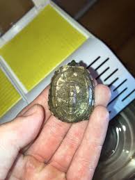 Is she ill? : r/turtle