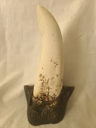 Tyrannosaurus Rex Replica Tooth/ Original At University ...
