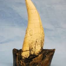 T-Rex Dinosaur Tooth Replica - SkeletonsAndSkullsSuperstore
