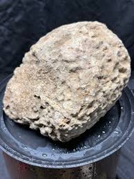 Ancient Sea Brain Coral Fossil - Etsy