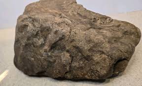 Excellent Rare Detailed Petrified Live Oak With Deeply ...