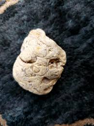 Fossil rock found in New Orleans - Rocks post - Imgur