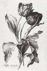 Floral Illustrations | Pierre Francois Legrand {1799-1801 ...
