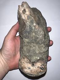 SUPER RARE Ice Age Mammal Fossil GOMPHOTHERE Molar from ...