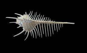 Authentic Murex Pecten Venus Comb Shell - Collector, Coastal ...