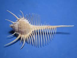 Murex pecten Lightfoot, 1786 'VENUS COMB MUREX!" (104.0mm ...