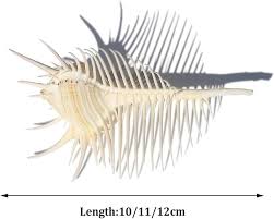 Amazon.com: VGGBNG Large sea Shells,Natural Conch Shell ...