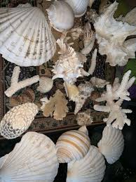 Lot Of Sea Shells Assorted Decorative Crafting Snail And ...