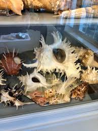 2 Pink Pendant Murex With FREE SHIPPING for Seashell ...