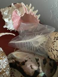 Snipe's Head Murex Sea Shell Murex Haustellum Natural Unique ...