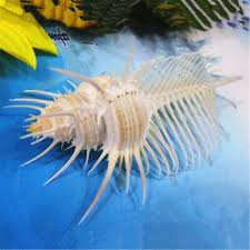 1/2PCS Natural Venus Comb Indian Ocean Sea Shell Conch Beach ...