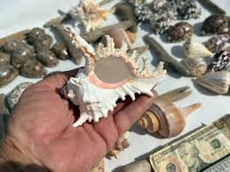 Large Seashells and Driftwood for Crafting, Decor, and ...
