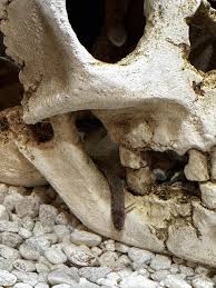 Does anyone know what's wrong with my loach ?? : r/loaches