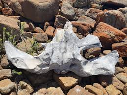 Anybody know what this is? Looks like some kind of bone found near Indijup, Western Australia. : r/marinebiology