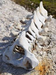 Comparative Vertebrate Anatomy with Carolina's Perfect Solution® Specimens