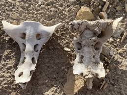 Two cow sacrum bones that I've found one normal and one with strange growths. Any idea what caused this? Bone cancer? : r/bonecollecting