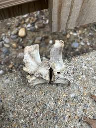 What animal is this : r/Anatomy