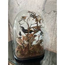 Antique 19th Century Victorian Diorama of 13 Tropical Birds 1870 | Chairish