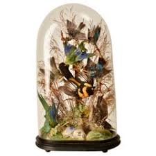 Victorian Taxidermy Birds - 5 For Sale on 1stDibs | victorian bird taxidermy, victorian taxidermy for sale, taxidermy birds for sale