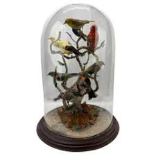 Bird Diorama - 3 For Sale on 1stDibs | diorama art for sale, parrot diorama, diorama birds
