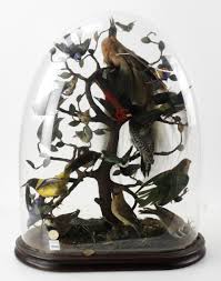 Sold at Auction: 19thC Bird Specimens Under Glass Dome