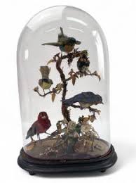 Large Taxidermy Bird Display Auction