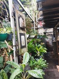 Visit our beautiful plant store at Mirihana, Nugegoda for ...