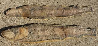 Vinctifer Comptoni Fossil Fish, Brazil, 165 million yrs old ...