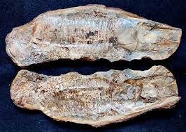 Aspidorhynchus prehistoric Bowfin fish two sided fossil. 14.5 ...