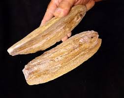 Nodule FOSSIL FISH Brazil SANTANA Formation Species ...