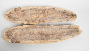 Sold at Auction: ZWEITEILIGES FOSSIL, SCHNABELFISCH