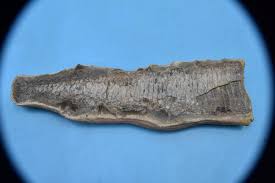 Sold at Auction: Vinctifer Comptoni (Fossil Fish) Santana ...