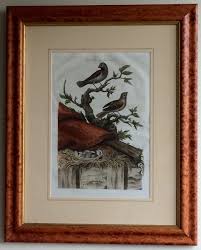 Antique Nozeman-Sepp 1770 Fringilla domestica Engraving - Frame 23" x 29" | eBay