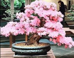 Japanese Pink Cherry Blossom Bonsai Tree Seeds: DIY ...