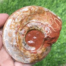 280GR AMAZING ROUGH PERMIAN AMMONITE FOSSIL CALCITE MOLLUSCA ...