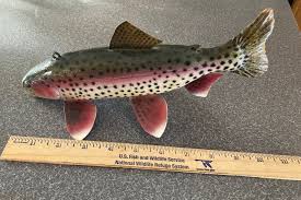 John Jordan Rainbow Trout Vintage Minnesota Folk Art Fish ...