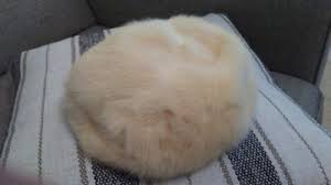 Vintage USED 1960's Cream/White Mink Hat Designed by Lora | eBay