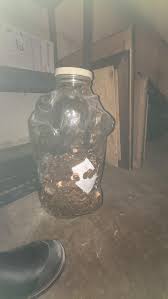 Inherited this huge glass piggy bank from my grandmother ...