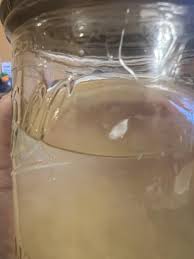 What is this? : r/mushroom