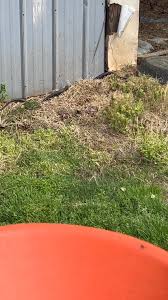 Whitesburg Ga. Is this a Black Racer? He's taken up recidence at our farm. I've seen him 4 times now. | Facebook