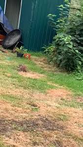 Does anyone know what kind of bird this could be please? The brownish one. We live in a built up area so it's not often we get any birds other than common