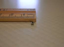 Star Silver 1/8" Full Size Attachment Medal Ribbon | eBay Australia