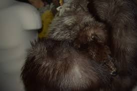 vintage brown fox fur taxidermy body handbag hand warmer ...