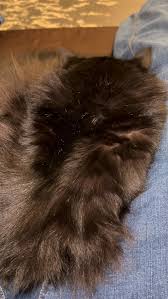 Sound up for gentle snores from floofy commander cat Riker.