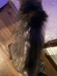 Cat losing hair : r/CATHELP