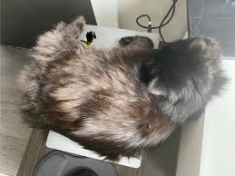 What colour is my cat?🤔 : r/cats