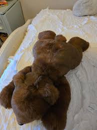 TY Paws the Grizzly Bear Stuffed Animal Plush | Mercari