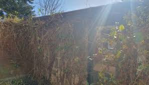 Killing Ivy :::cultiwilding:::living:::lab:::