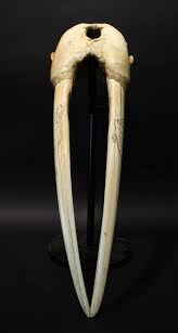 Lot - A walrus skull, 28 x 8 3/5 in. (71 x 22 cm)