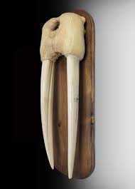 Sold at Auction: Walrus Head Mount w/ Scrimshaw Tusks